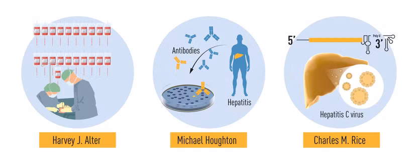 Ban tổ chức giải Nobel đánh giá, khám phá về virus viêm gan C là một thành tựu mang tính bước ngoặt trong cuộc chiến chống lại các bệnh do virus này gây ra.
