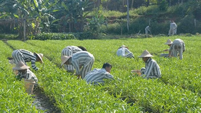 Phạm nhân đang tham gia lao động sản xuất (ảnh minh họa)
