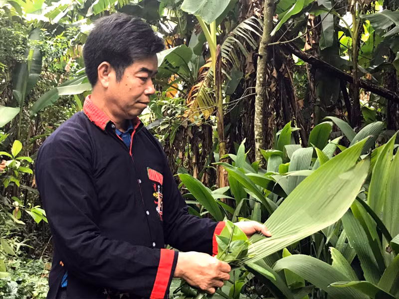 Ông Lý Văn Phủ ngoài vườn thuốc của gia đình