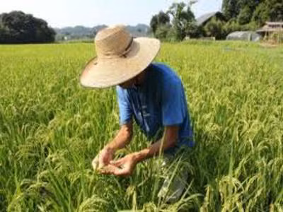 Nhật Bản mở rộng việc cấm bán gạo nhiễm phóng xạ ảnh 1