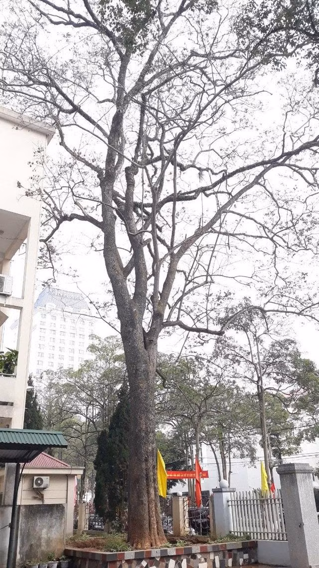 Cây sưa rong khuôn viên Sở Kế hoạch và Đầu tư Lạng Sơn