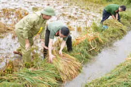 Công an, quân đội lội ruộng gặt lúa chạy lũ giúp dân