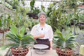 Làng hoa Đông La chuyển mình nhờ công nghệ