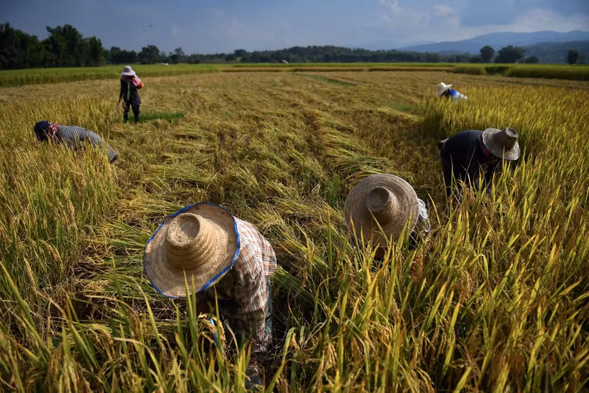 El Nino diễn biến phức tạp đe dọa nguồn cung gạo ở Đông Nam Á