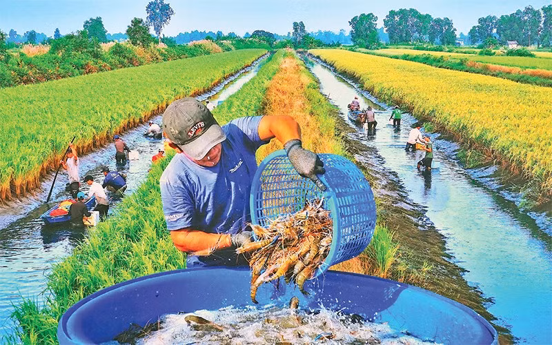 Kết hợp nuôi tôm với trồng lúa để thích ứng với tình trạng xâm nhập mặn Kết hợp nuôi tôm với trồng lúa để thích ứng với tình trạng xâm nhập mặn