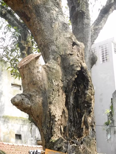 9 cây muỗm nghìn tuổi ở đền Voi Phục “kêu cứu” ảnh 2