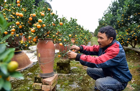 Người dân trồng quất Tứ Liên (Tây Hồ) đang chăm sóc cây một cây quất thế Người dân trồng quất Tứ Liên (Tây Hồ) đang chăm sóc cây một cây quất thế