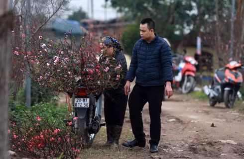 Nhiều người tìm đến tận vườn để chọn mua những cành đào ưng ý về chơi Tết sớm. Mua tại vườn giá sẽ rẻ hơn ở chợ và có nhiều cơ hội chọn được cành đẹp hơn Nhiều người tìm đến tận vườn để chọn mua những cành đào ưng ý về chơi Tết sớm. Mua tại vườn giá sẽ rẻ hơn ở chợ và có nhiều cơ hội chọn được cành đẹp hơn