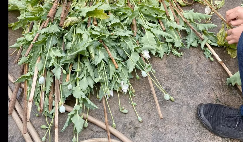 Cây anh túc đã nở hoa, kết quả