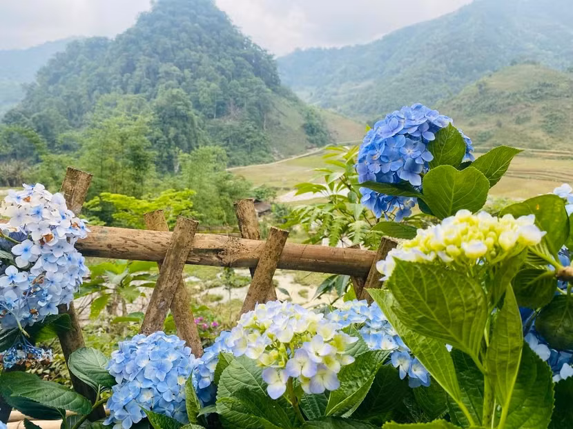 Những bông tú cầu nở rực rõ góc sân nhà