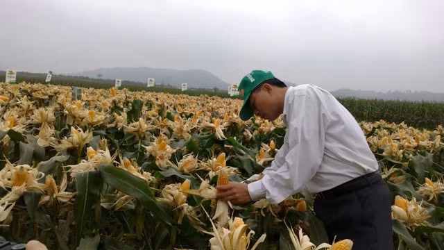 Việt Nam đã đưa vào canh tác ngô chuyển gen từ khá lâu nhưng tốc độ phát triển và hành lang pháp lý cho cây trồng này còn chưa hoàn thiện
