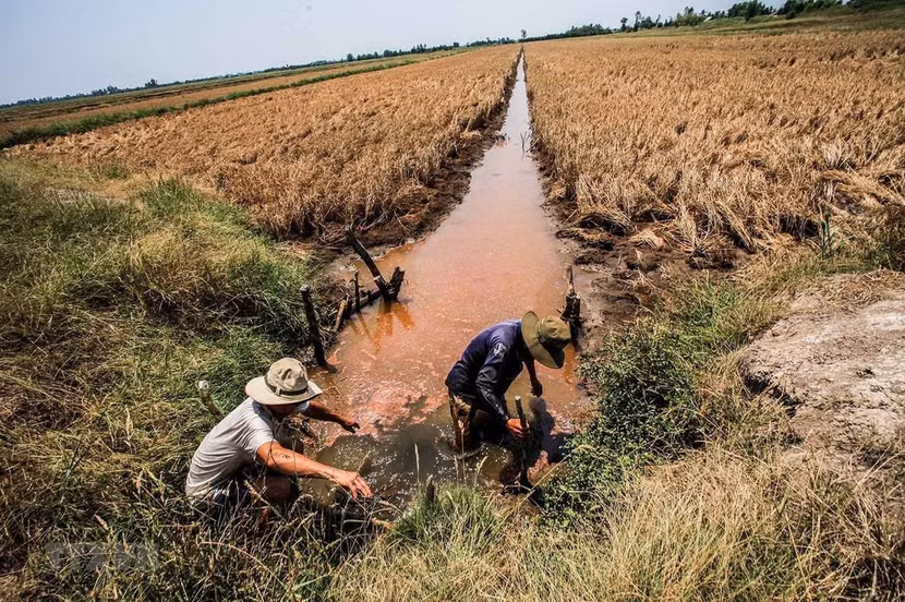 Xâm nhập mặn vào sâu đất liền ở Đồng bằng sông Cửu Long khiến hàng nghìn hecta cây trồng thiếu nước