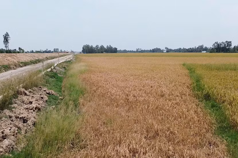 Lúa của người dân hai bên cao tốc Cần Thơ- Cà Mau qua Hậu Giang bị chết do nhiễm mặn Lúa của người dân hai bên cao tốc Cần Thơ- Cà Mau qua Hậu Giang bị chết do nhiễm mặn