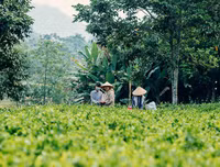 [ẢNH] Hút mắt những đồi chè xanh, đẹp như bích họa
