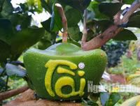[ẢNH] Lạ mắt trái cây Tết mang ngoại hình 