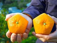 [ẢNH] Lạ mắt trái cây Tết mang ngoại hình 