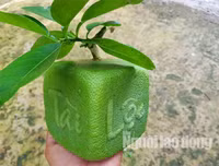 [ẢNH] Lạ mắt trái cây Tết mang ngoại hình 