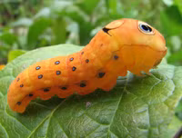 [ẢNH] Chiêm ngưỡng 