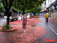 [ẢNH] Người Hà Nội tiếc nuối mùa hoa lộc vừng đỏ 