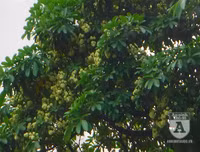 [Ảnh] Bất ngờ trước nguyên nhân khiến hoa sữa Hà Nội nở giữa hè nắng cháy