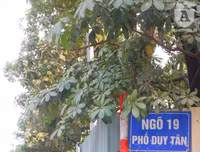 [Ảnh] Bất ngờ trước nguyên nhân khiến hoa sữa Hà Nội nở giữa hè nắng cháy