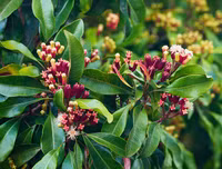 [ẢNH] Top 6 loại gia vị 