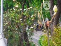 [Ảnh] Chiêm ngưỡng loài hoa 