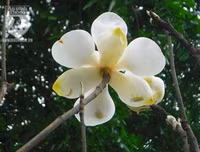 [Ảnh] Chiêm ngưỡng loài hoa 