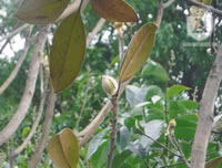 [Ảnh] Chiêm ngưỡng loài hoa 