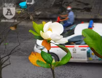 [Ảnh] Chiêm ngưỡng loài hoa 