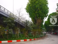 [Ảnh] Chiêm ngưỡng loài hoa 