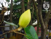 [Ảnh] Chiêm ngưỡng loài hoa 