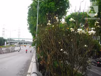 [Ảnh] Chiêm ngưỡng loài hoa 