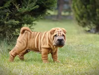 [ẢNH] Điều thú vị về Shar Pei – giống chó nhăn quý hiếm nhất hành tinh