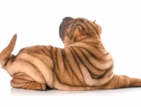 [ẢNH] Điều thú vị về Shar Pei – giống chó nhăn quý hiếm nhất hành tinh