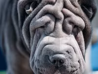 [ẢNH] Điều thú vị về Shar Pei – giống chó nhăn quý hiếm nhất hành tinh