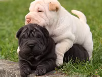 [ẢNH] Điều thú vị về Shar Pei – giống chó nhăn quý hiếm nhất hành tinh