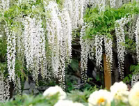 [ẢNH] Chiêm ngưỡng những loại cây 