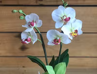 [ẢNH] Những phụ nữ 