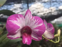 [ẢNH] Những phụ nữ 