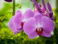 [ẢNH] Những phụ nữ 