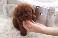 Những giống chó đáng yêu hiền lành nhất có thể làm bạn tốt trong gia đình