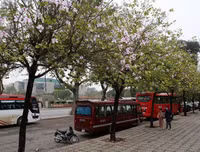 [ẢNH] Vẻ quyến rũ đến say đắm lòng người của hoa ban giữa lòng Thủ đô