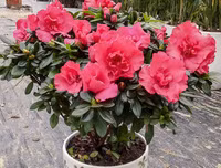 [ẢNH] Cảnh giác với những loài hoa, cây cảnh cực đẹp nhưng cũng cực độc trong dịp Tết