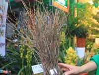 [ẢNH] Cảnh giác với những loài hoa, cây cảnh cực đẹp nhưng cũng cực độc trong dịp Tết