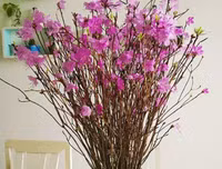 [ẢNH] Cảnh giác với những loài hoa, cây cảnh cực đẹp nhưng cũng cực độc trong dịp Tết