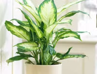[ẢNH] Cảnh giác với những loài hoa, cây cảnh cực đẹp nhưng cũng cực độc trong dịp Tết