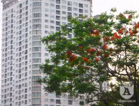 [Ảnh] Sắc phượng đỏ nở rợp trời Hà Nội, hàng trăm nghìn sĩ tử bước vào mùa thi