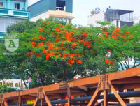 [Ảnh] Sắc phượng đỏ nở rợp trời Hà Nội, hàng trăm nghìn sĩ tử bước vào mùa thi