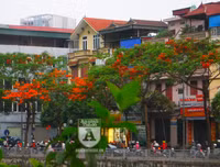 [Ảnh] Sắc phượng đỏ nở rợp trời Hà Nội, hàng trăm nghìn sĩ tử bước vào mùa thi